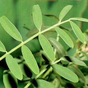 50UTAH Northern SWEETVETCH Flower Seeds Native Wildflower Drought Heat Cold Tolerant Poor Soils Long Bloomer image 10