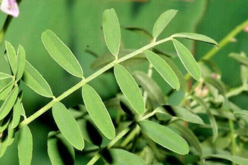 50UTAH Northern SWEETVETCH Flower Seeds Native Wildflower Drought Heat Cold Tolerant Poor Soils Long Bloomer image 10