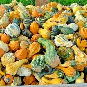 May include: A collection of gourds in various shapes, sizes, and colors, including green, orange, and yellow. The gourds are arranged in a wooden crate.