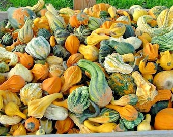 50+SMALL MIXED GOURDS Seeds Hard Shell Type Crafts Summer Fall Garden Container Autumn Decoration Baskets Easy