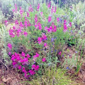 50UTAH Northern SWEETVETCH Flower Seeds Native Wildflower Drought Heat Cold Tolerant Poor Soils Long Bloomer image 6