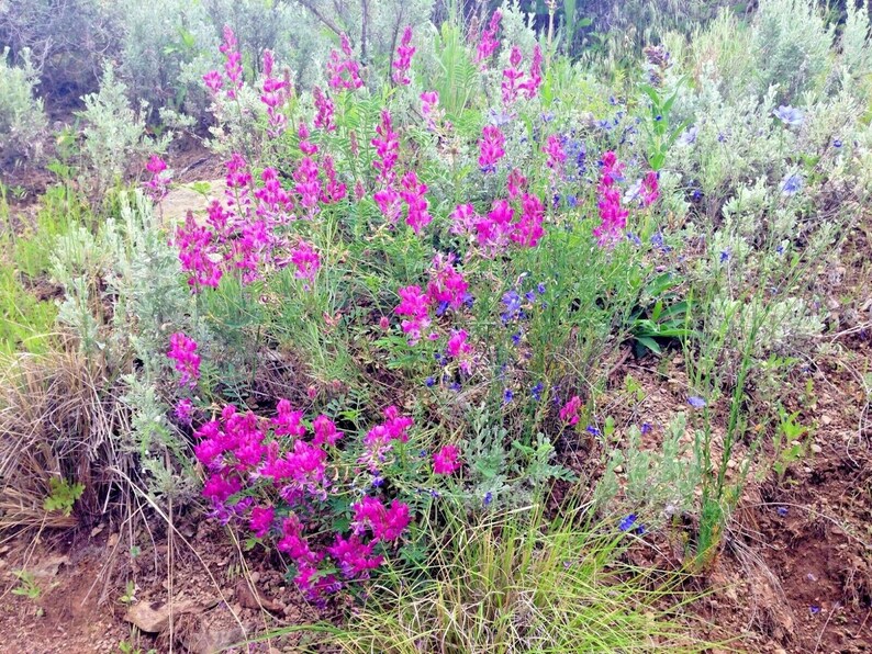 50UTAH Northern SWEETVETCH Flower Seeds Native Wildflower Drought Heat Cold Tolerant Poor Soils Long Bloomer image 6