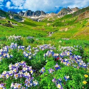 200+ROCKY MOUNTAIN COLUMBINE Seeds Perennial Native Wildflower Colorado State Flower Shade Garden Container