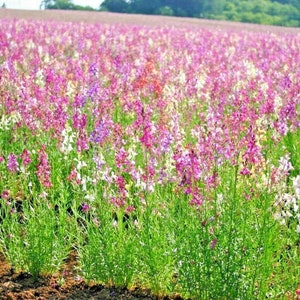 2000+TALL SNAPDRAGON Seeds Northern Lights Mix Annual Wildflower Cut Flowers Pollinators Patio Container Flower Garden Fast Easy