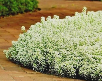1500+TALL SWEET ALYSSUM Seeds Honey Scented Flower Garden Groundcover Container Drought Heat Fast Easy