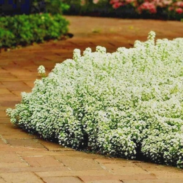 1500+DWARF SWEET ALYSSUM Seeds Carpet of Snow Flower Garden Groundcover Container Drought Heat Fast Easy