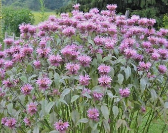 300+WILD BERGAMOT Flower Seeds Monarda Native Wildflower Garden Container Bees Pollinators Easy