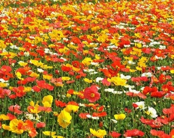 2000+CORN Field POPPY MIX Seeds Annual Wildflower Patio Container Flower Garden Pollinators Deer Resistant Fast Easy