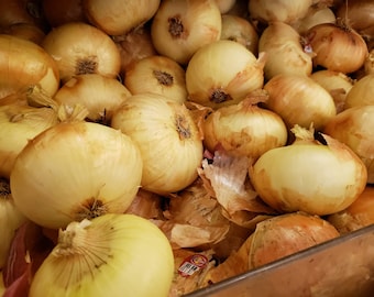 200+EARLY TEXAS GRANO Onion Seeds Organic Non Gmo Short Day Spring Fall Heirloom Garden Container Easy