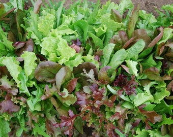 1 oz GOURMET MESCLUN MIX Seeds Organic Sprouts Microgreens Salad Garden Patio Container Bulk