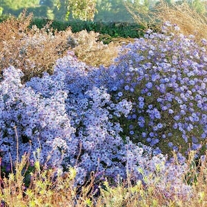100+PRAIRIE ASTER Flower Seeds Native Wildflower Perennial Poor Soils Drought Heat Cold Fall Blooms Pollinators image 1