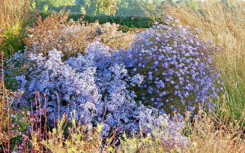 100+PRAIRIE ASTER Flower Seeds Native Wildflower Perennial Poor Soils Drought Heat Cold Fall Blooms Pollinators image 1