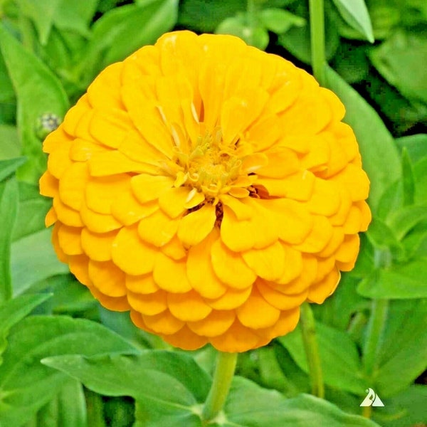 300+ YELLOW ZINNIA Seeds Canary Bird Summer Fall Flower Garden Container Cut Flowers Fast Easy