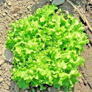 600+GREEN ICE LETTUCE Seeds Organic Loose Leaf Romaine Vegetable Garden Container Fast Easy