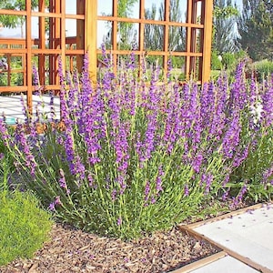 May include: A close-up of a cluster of purple flowers growing in a garden setting. The flowers are in full bloom and are surrounded by green foliage. The flowers are growing in front of a wooden trellis.