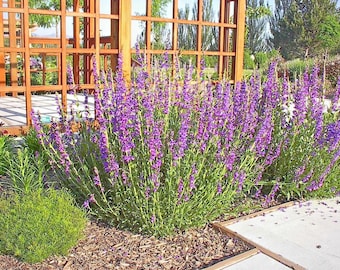 May include: A close-up of a cluster of purple flowers growing in a garden setting. The flowers are in full bloom and are surrounded by green foliage. The flowers are growing in front of a wooden trellis.
