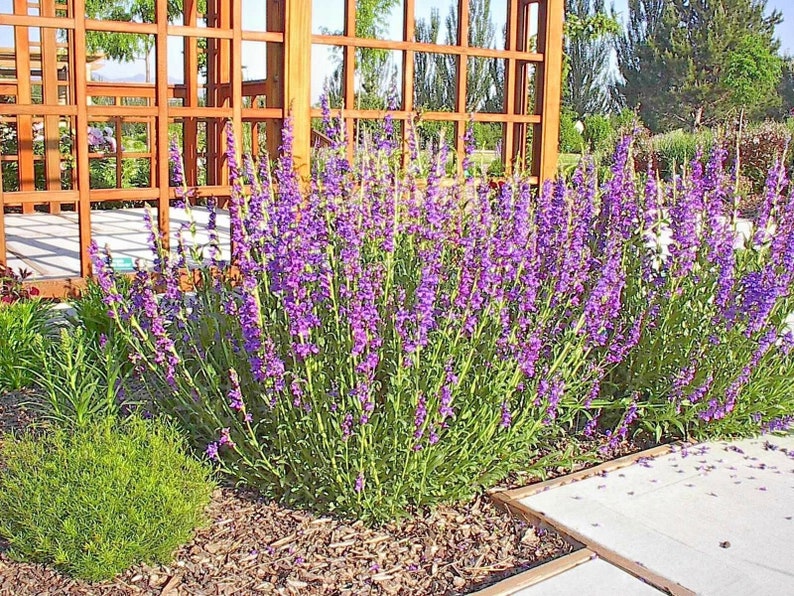 May include: A close-up of a cluster of purple flowers growing in a garden setting. The flowers are in full bloom and are surrounded by green foliage. The flowers are growing in front of a wooden trellis.