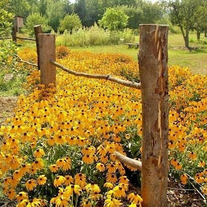 1 oz BLACK EYED SUSAN Flower Seeds Native Wildflower Perennial Poor Soils Heat Cold Drought Tolerant Pollinators