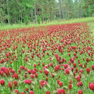 1 OZ CRIMSON CLOVER Seeds Native Wildflower Ground Cover Crop Nitrogen Fixing Food Plot Deer Greens Turkey Wildlife Fast Easy