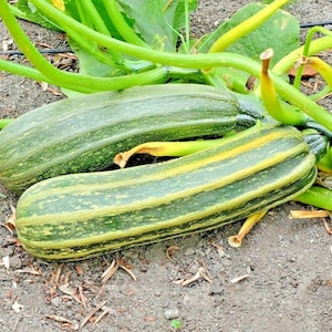 35+COCOZELLE ZUCCHINI Seeds Organic Non Gmo Italian Heirloom Squash Garden Container
