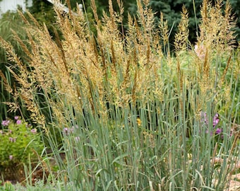 500+INDIAN GRASS Seeds Native Prairie Grass Wildflower Clumping Ornamental Perennial Drought Heat Cold Container