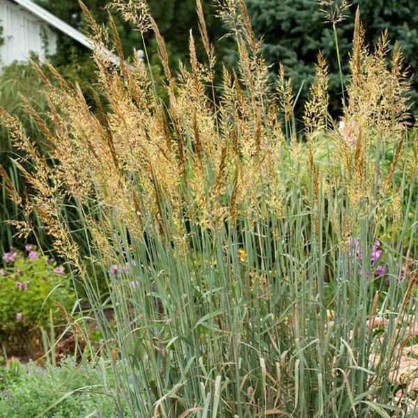 500+INDIAN GRASS Seeds Native Prairie Grass Wildflower Clumping Ornamental Perennial Drought Heat Cold Container