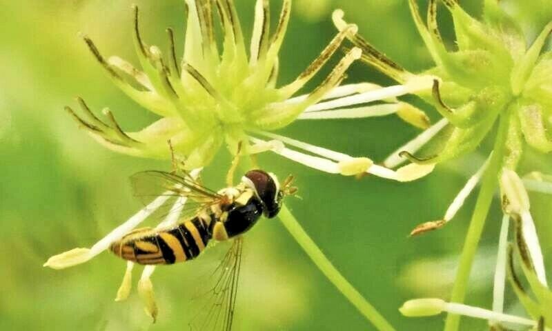 American Meadows Perennial Beauty Wildflower Seed Mix (½