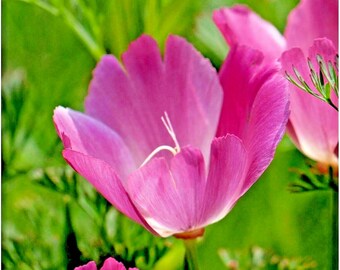 500+PURPLE GLEAM CALIFORNIA Poppy Seeds Annual Native Wildflower Flower Garden Container Pollinators