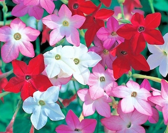 1000+FLOWERING TOBACCO MIX Seeds Annual Hummingbirds Pollinators Fast Easy Flower Garden Patio Container Full / Part Sun
