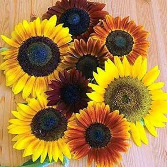 100AUTUMN BEAUTY SUNFLOWER Mix Seeds Fall Colors American Etsy