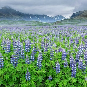 100+EUROPEAN LUPINE Seeds Wildflower Flowering Perennial Cut Flowers Drought Cold Garden Large Container