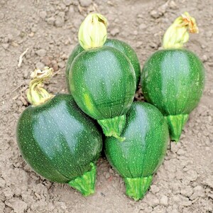 30+ROUND ZUCCHINI SUMMER Squash Seeds Organic Heirloom Summer Vegetable Garden Fast Easy
