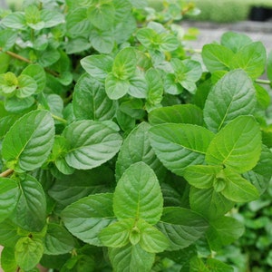300+SPEARMINT Seeds Organic Perennial Herb Natural Tea Patio Container Summer Vegetable Garden Fast Easy
