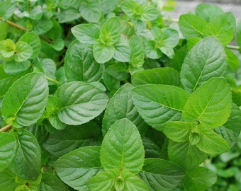 300+SPEARMINT Seeds Organic Perennial Herb Natural Tea Patio Container Summer Vegetable Garden Fast Easy
