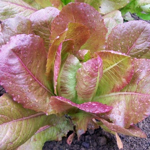 600+ROUGE DE HIVER Lettuce Seeds French Heirloom Salad Greens Garden Patio Container Fast Easy