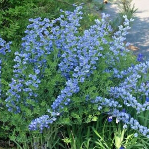 50+BLUE WILD False INDIGO Flower Seeds Native Wildflower Poor Soils Nitrogen Fixing Drought Heat Cold Tolerant Perennial