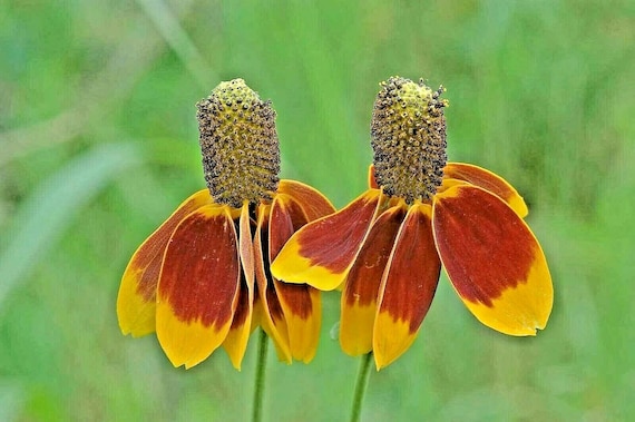 seeds for tropical plants Carnivorous Plant Mix Seeds