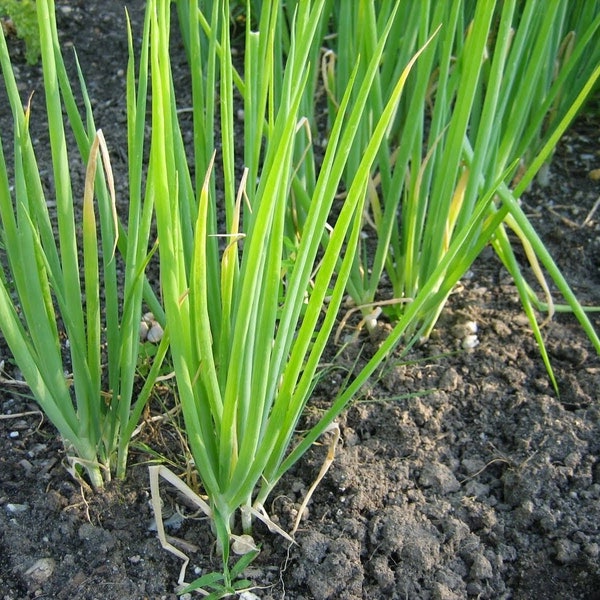 Onion Chives Etsy