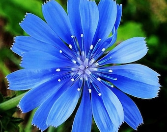 1000+CHICORY Flower Seeds Native Wildflower Herbal Tea Edible Plant Poor Soils Cold Heat Drought Garden Container Heirloom Easy