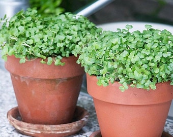 2000+TRUE WATERCRESS Seeds Organic Non Gmo Garden Indoors Container Sprouts Water Cress Microgreens Easy