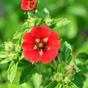 100+PONTENTILLA SCARLET CINQUEFOIL Seeds Perennial Native Wildflower Compact Flowering Shrub Bush Garden Patio Container