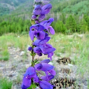 May include: A close-up of a purple flower with a long stem and many petals. The flower is in focus, while the background is blurred.