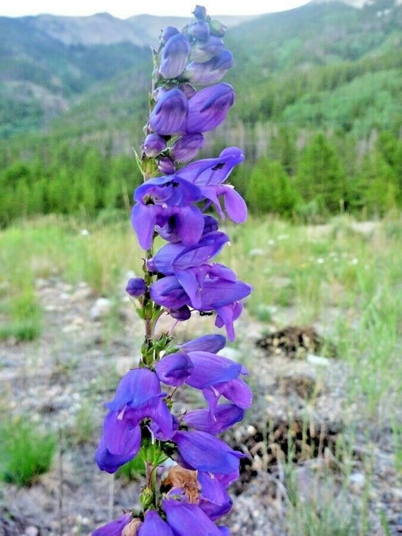May include: A close-up of a purple flower with a long stem and many petals. The flower is in focus, while the background is blurred.