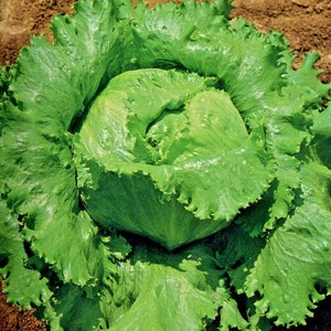 600+GREAT LAKES BATAVIAN Head Lettuce Seeds Organic Heirloom Vegetable Garden Container