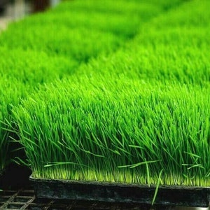 1 oz ORGANIC WHEAT GRASS Seeds Sprouting Juicing B,C,K,Folic Acid,Fiber Fast Easy