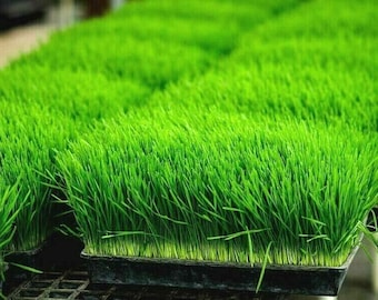 1 oz ORGANIC WHEAT GRASS Seeds Sprouting Juicing B,C,K,Folic Acid,Fiber Fast Easy