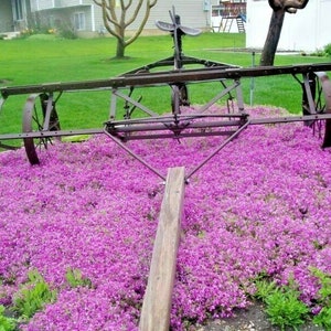 500+PURPLE ROCKCRESS Seeds Perennial Groundcover Borders Flower Garden Container Drought Deer Proof Easy