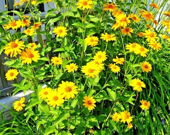 300+OX EYE False EARLY Sunflower Seeds Perennial Native Wildflower Bush Shrub Summer Fall Flower Garden Container Drought Poor Soils Easy