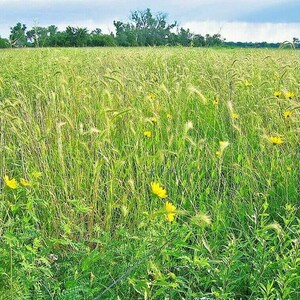 500+VIRGINIA EASTERN WILD Rye Seeds Native Prairie Grass Bunchgrass ...
