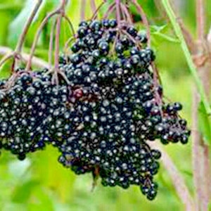 30+AMERICAN ELDERBERRY Seeds Native Heirloom Organic Shrub Bush Hedge Fruit Tree Green Fence Jam Jelly